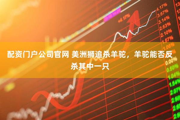 配资门户公司官网 美洲狮追杀羊驼，羊驼能否反杀其中一只